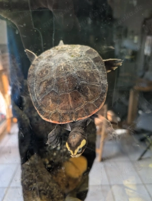 Rotbauch Spitzkopf schildkröte