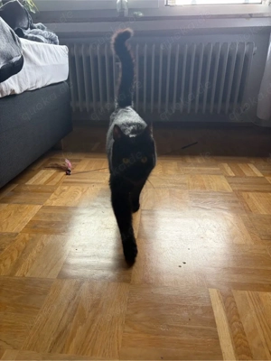 EKH Kitten abzugeben!