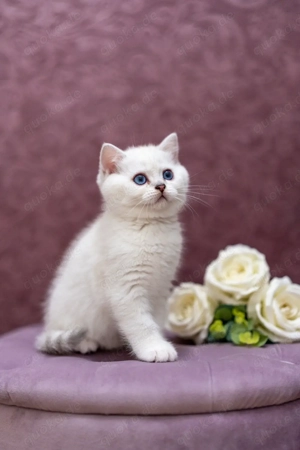 BKH Kater blue point