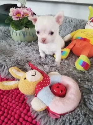 Chihuahua Welpen  in tolle Farben  lang +Kurzhaar 