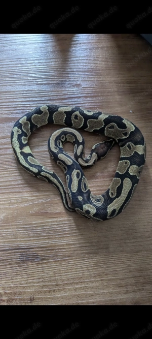 Königspython männlich 