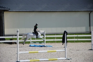 fantastisches Pony mit schwerem Herzen gegeben! Bild 4