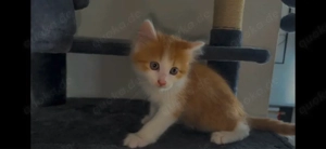 1 süßer babyjunge sucht ein liebevolles Zuhause     