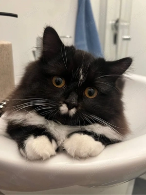 Charly   besondere junge Katze mit großem Herz