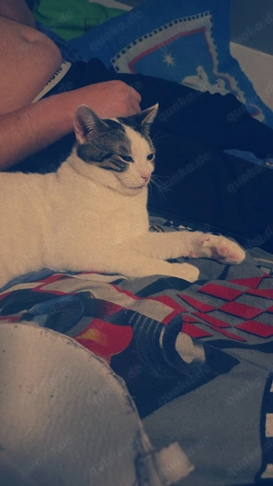 Verkaufe 2 Kater beide kastriert 