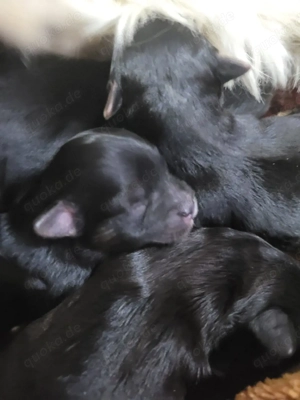 hundewelpen Malteser-bolonka Mix ab 24.04.2026 abzugeben 