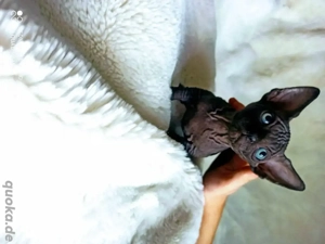 Wunderschönes Sphynx-Kätzchen (männlich) zu verkaufen