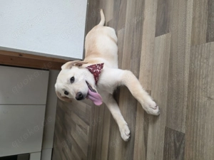 Labrador Retriever Hündin   3,5 Monate   sucht liebevolles Zuhause 