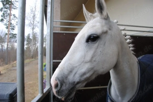 fantastisches Pony mit schwerem Herzen gegeben! Bild 5