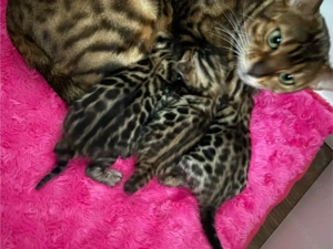 Reinrassige Bengal Kitten mit Stammbaum