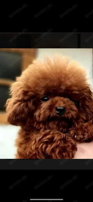 Exklusiver Toypudel   asiatische Premium-Blutlinie