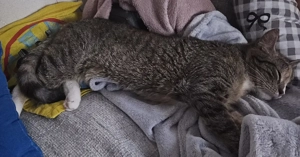 Wir haben  Kätzchen  zu vergeben 