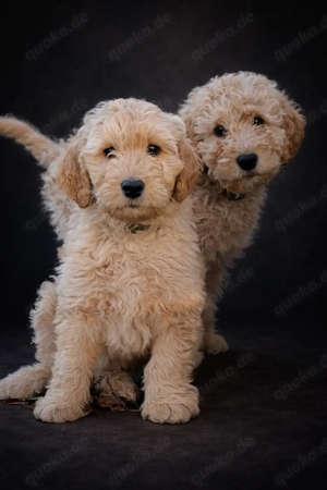 Goldendoodle Welpen F1 Golden Retriever Pudel Labradoodle 