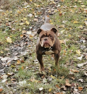 Neues zuhause für eine liebevolle Hündin gesucht 