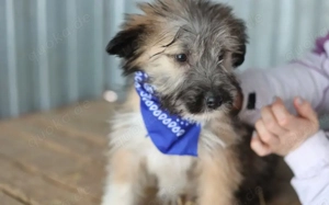 Booster wartet auf sein Für-Immer-Zuhause