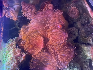 Kupferanemonen , Abemone, Koralle, Meerwasser