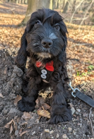 Paula ein hübsches Cockapoomädchen  (reserviert)