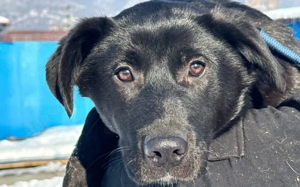 Schwarze Schönheit Eliza