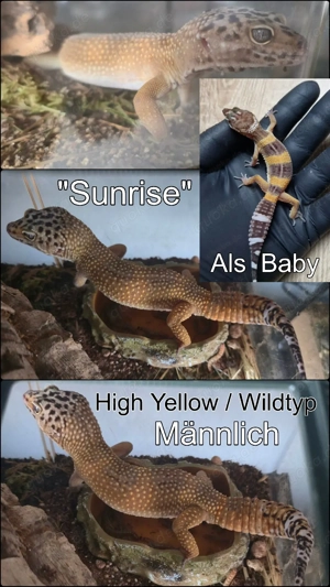Leopardgeckos M+W in verschiedenen Farben zu verkaufen