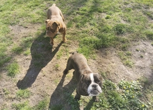 Neues zuhause für unseren Rüden gesucht