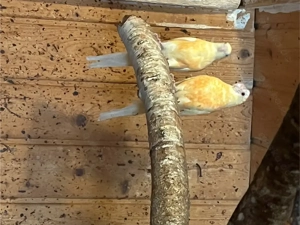 Zuchtpaar singsittiche 