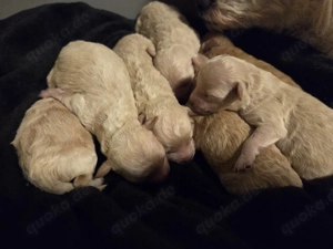 Maltipoo Babys