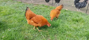 Zwerg New Hampshire Hennen abzugeben 