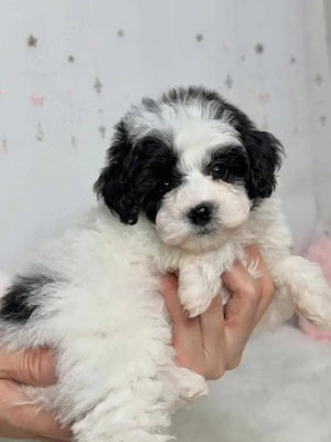 Bezaubernde Pudel- & Toypudel-Welpen zu vermitteln