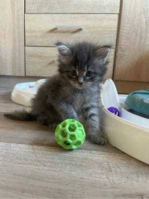 Reinrassige Maine Coon 