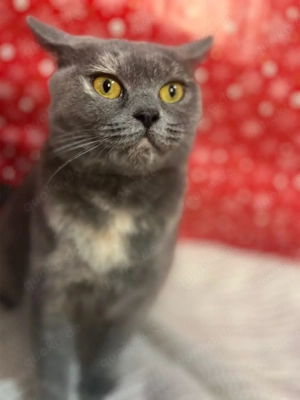 Katzen Pärchen Bkh & Scf Mix