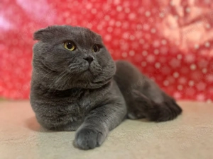 Katze Pärchen abzugeben 