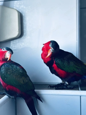 Vögel Zwei Schwarzkopflori Papageien (Lorius lory), beide männlich
