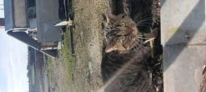 Britisch kurzhaar kater