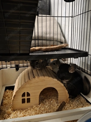 Chinchillas + Käfig + Zubehör 