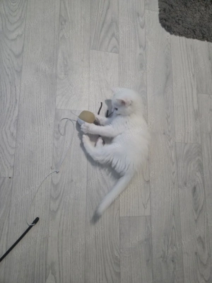 Wunderschönes Britisch Kurzhaar (BKH) Kitten in Weiß 