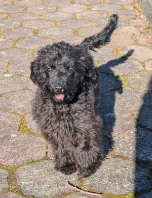 Zwergpudel, zuckersüßes Mädchen