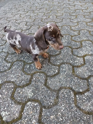 Zwergdackel Welpe Rüde Abgabebereit!