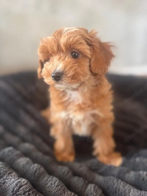 Maltipoo Pudel Malteser 