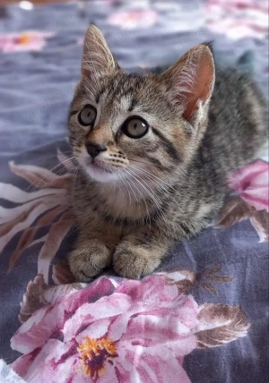 Hallo zusammen, Ich suche eine Babykatze 12 Wochen alt gerne könnt ihr mich anschreiben 