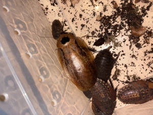 Pfefferschaben Archimandrita sp. Chucanti"