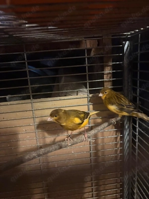 Kanarienvögel