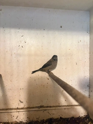 Japanisches Mövchen