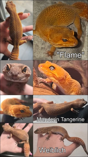 Leopardgeckos M+W in verschiedenen Farben zu verkaufen