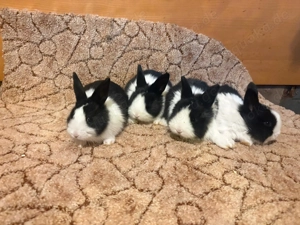 Holländer Kaninchen