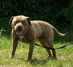 american bully rüde hulk enkel
