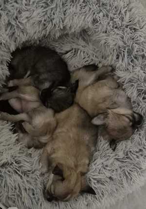 Kleine Rasselbande sucht