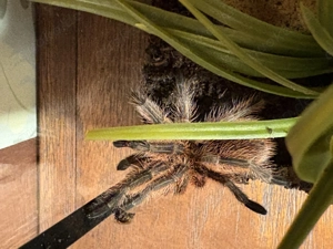 Grammostola Rosea red Weiblich 