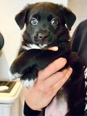 Therapiehundelinie Mini (Toy) Australian Shepherd Mix