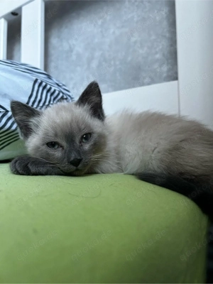 Ragdoll Kitten - geboren am 23.12.2025