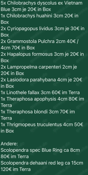 Vogelspinnen und Hundertfüssler Bild 9